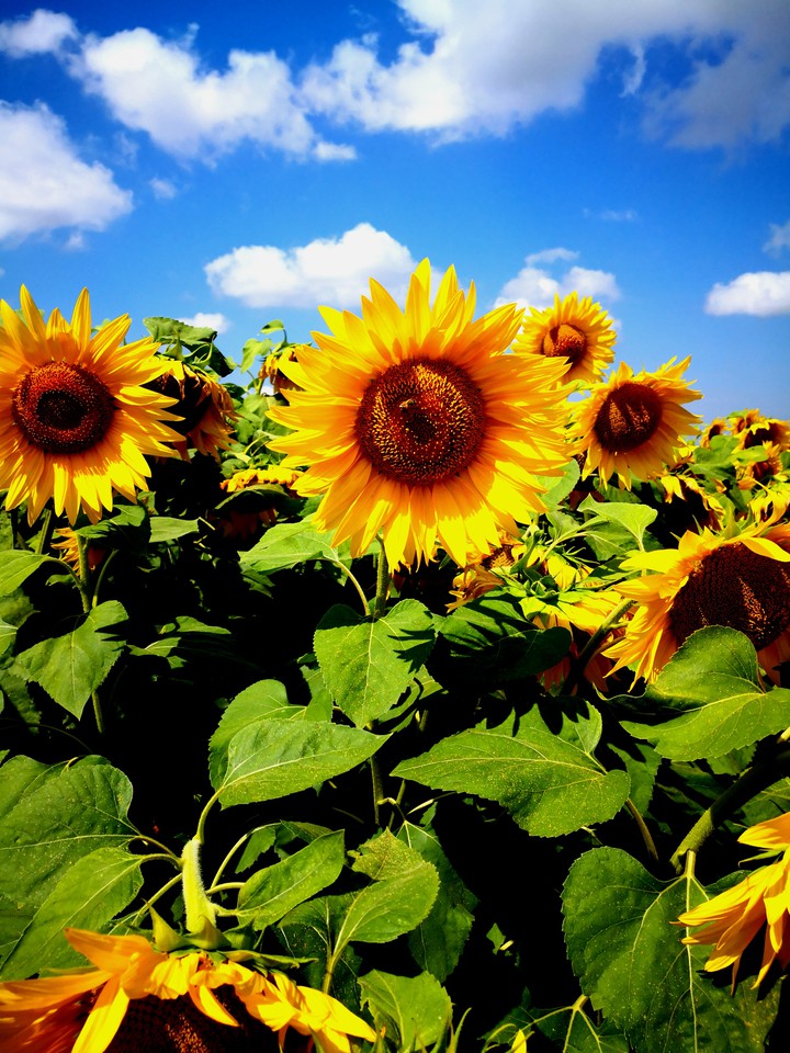 #sun #flowers #sunflowers #warm #beautiful #sky #yellow