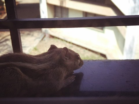 snout, muridae duvar kağıtları