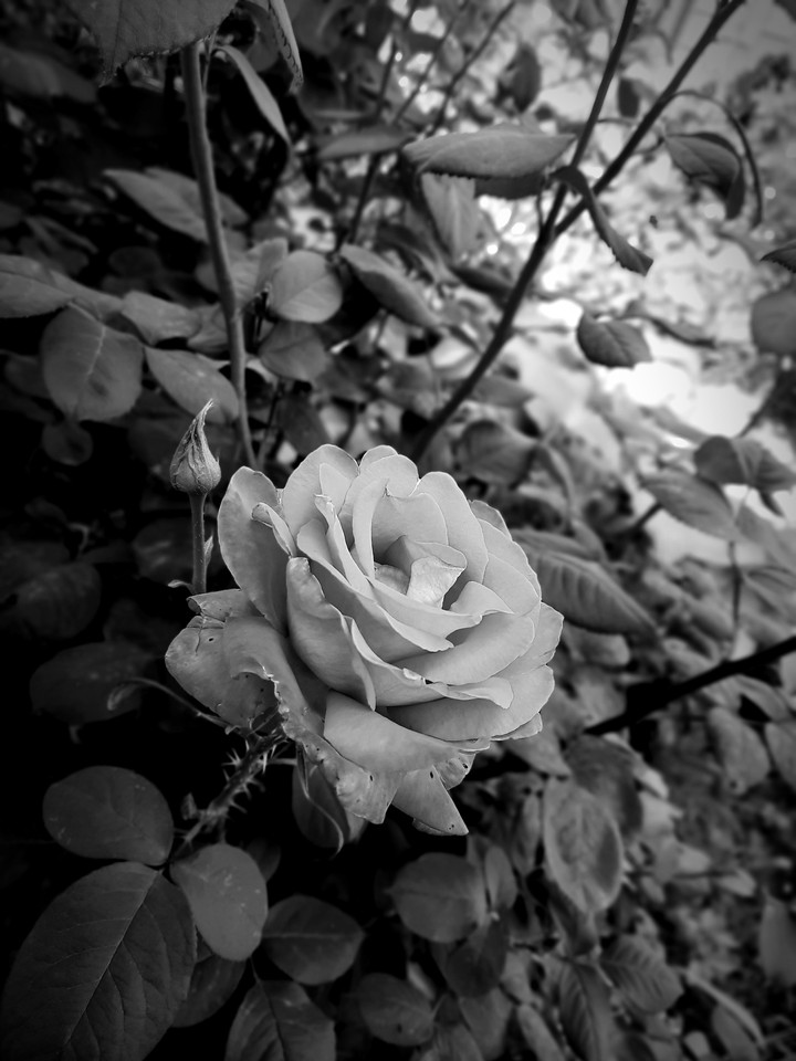 rose