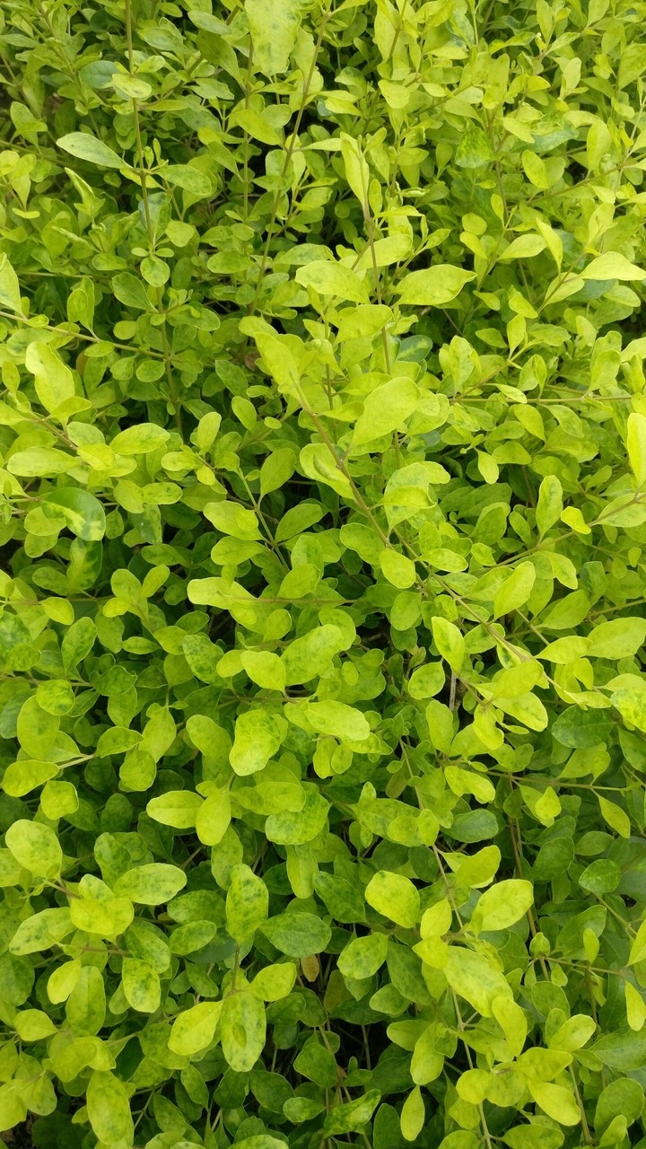 Leaves