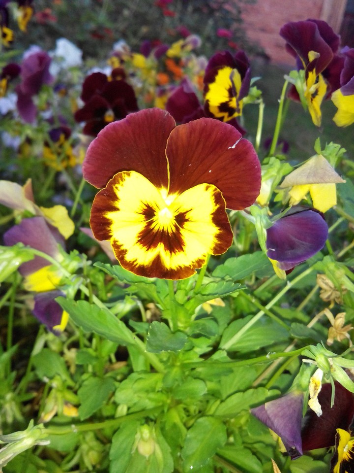 Flower