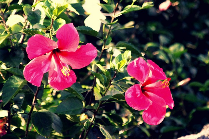 Flowers