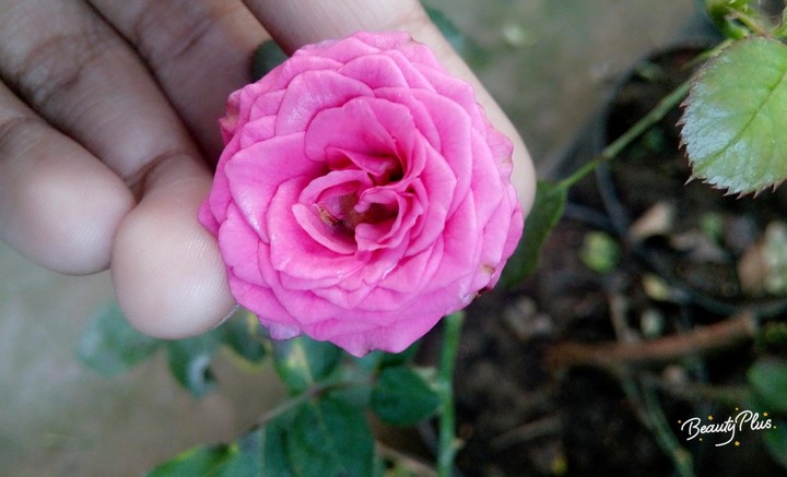 Pinky Flower ❤