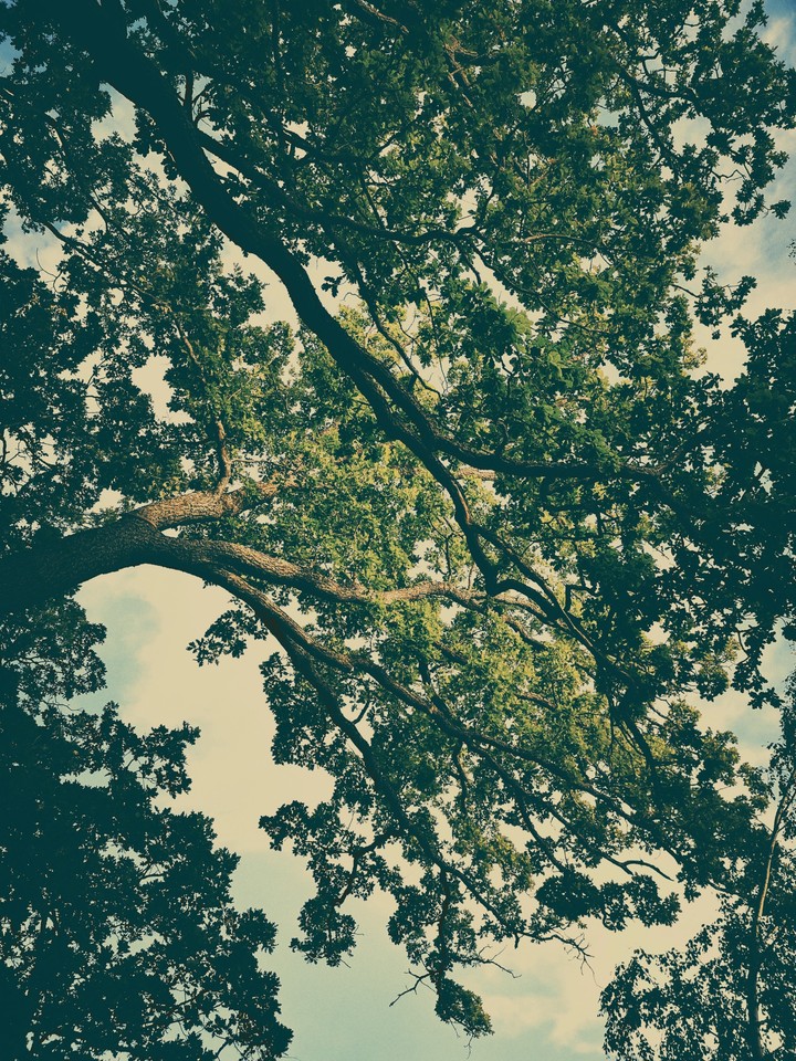 Old Oak