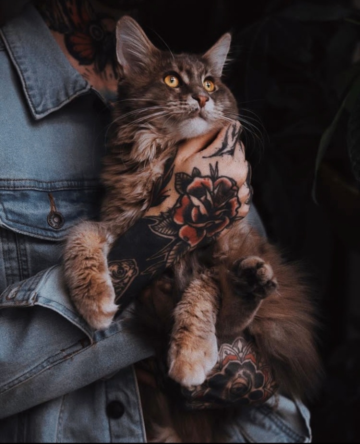 cat