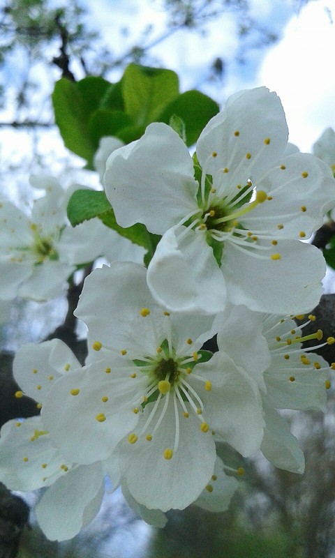 Trees blossom