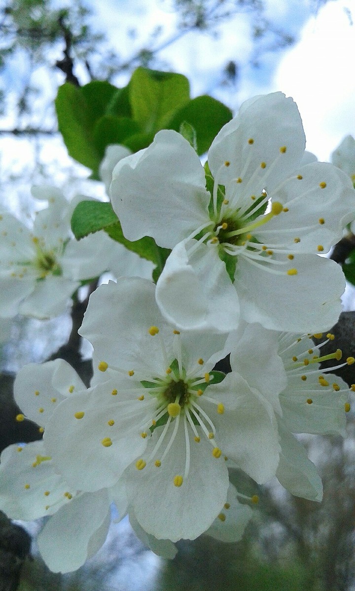 Trees blossom