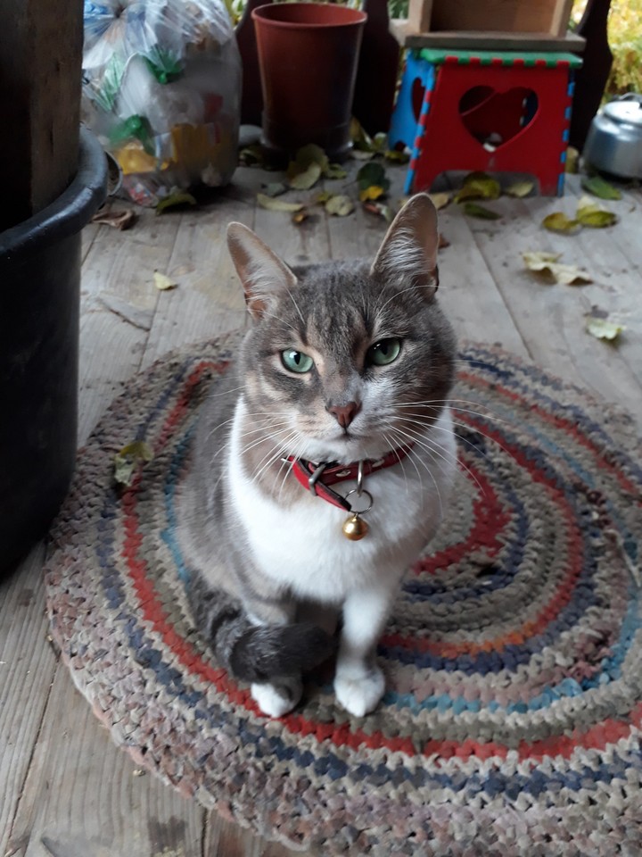 Cat