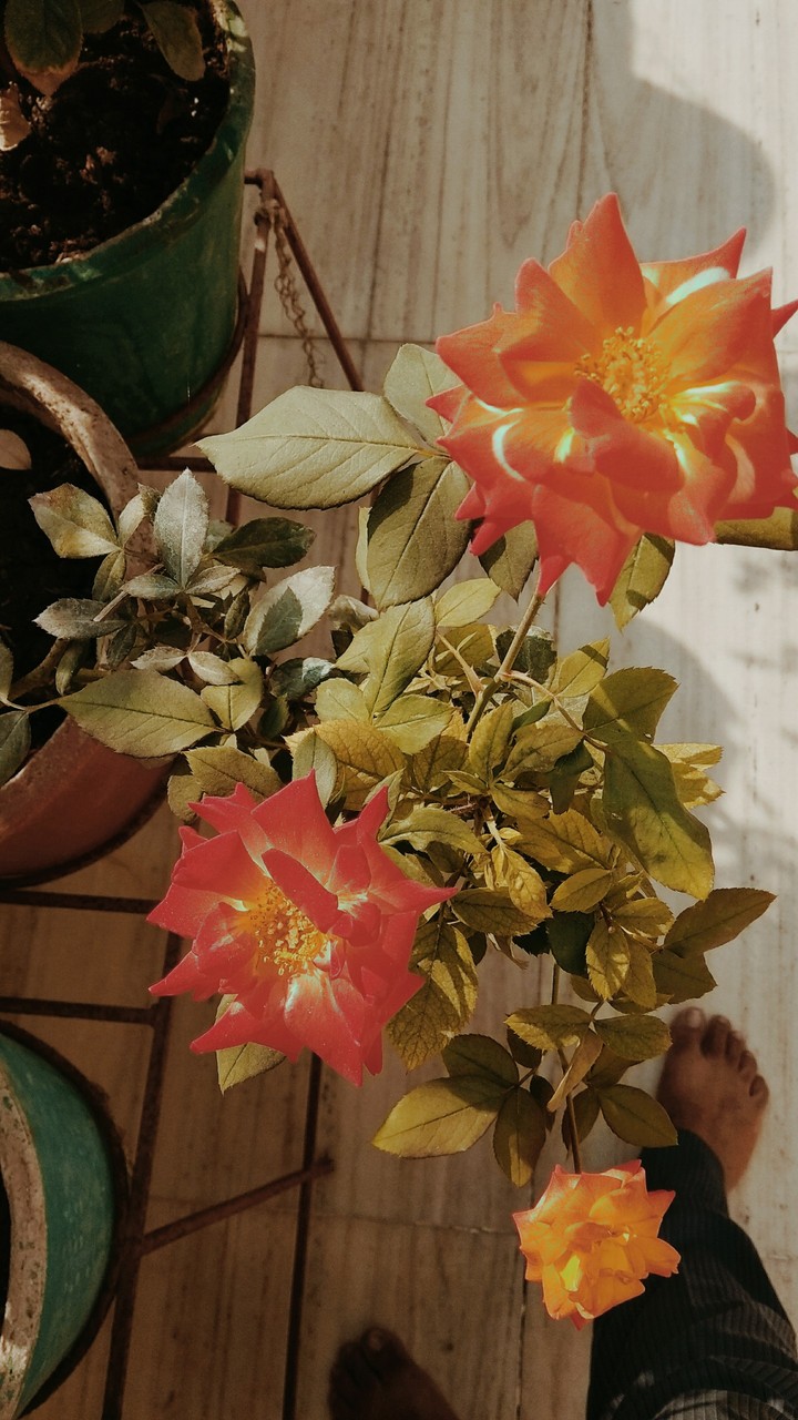 Rose