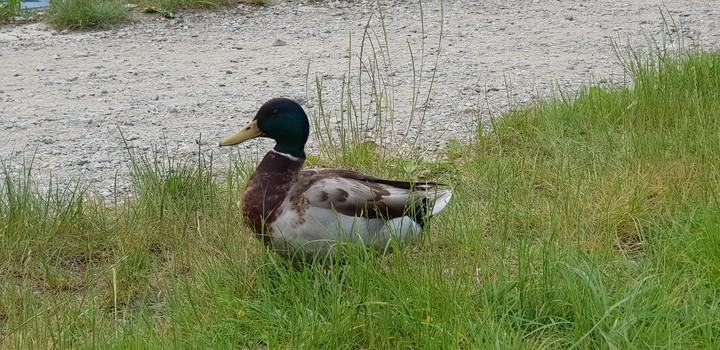 Duck