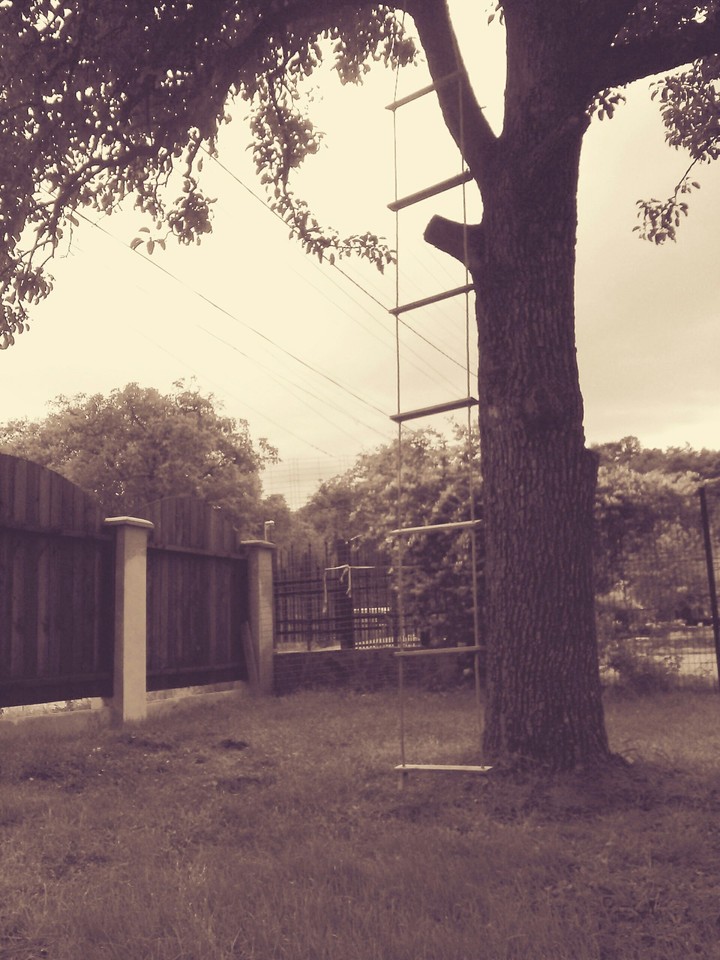 Vintage tree rope ladder