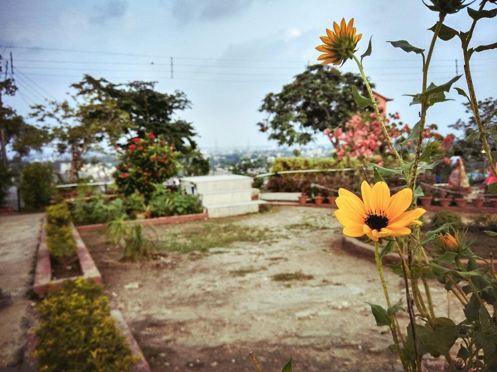 Flowers 