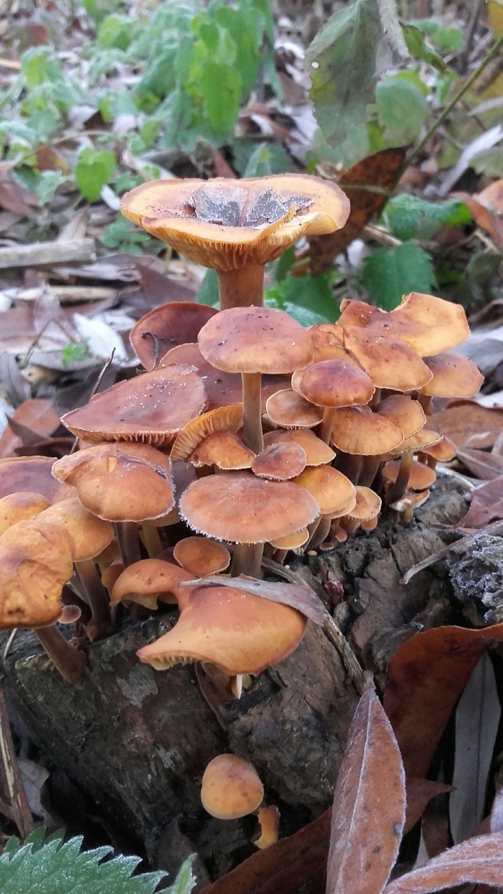 mushrooms