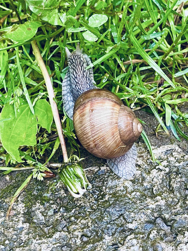Snail