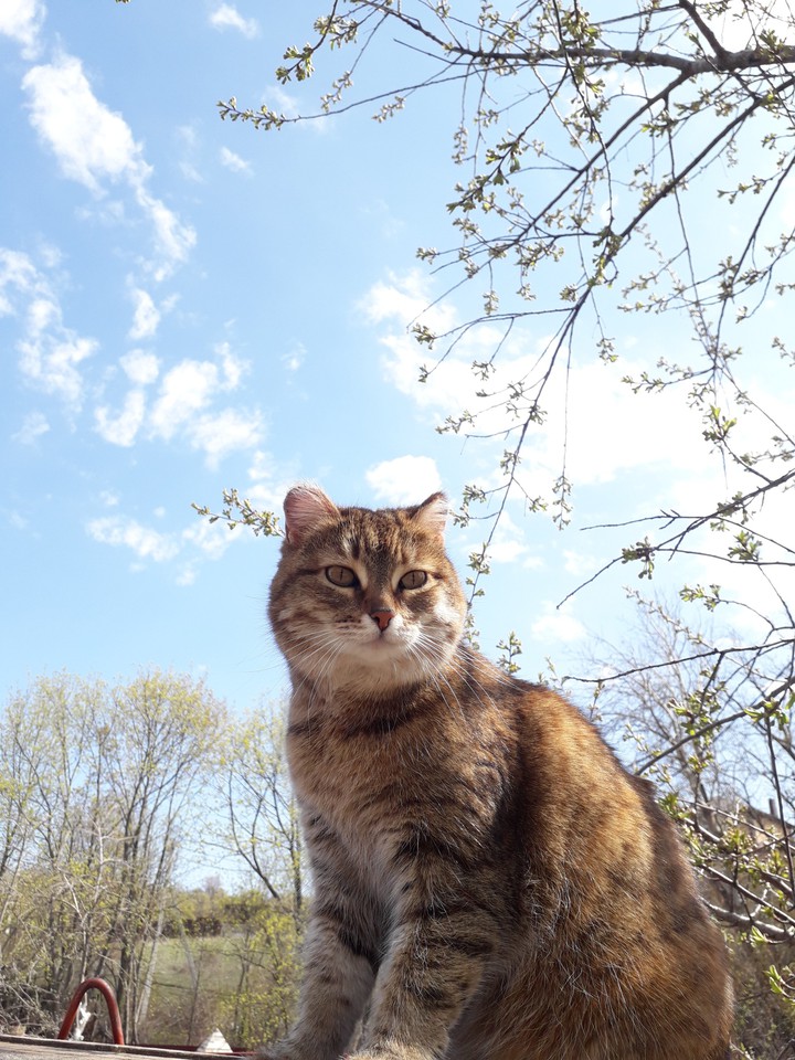 котейка