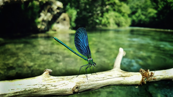 Dragonfly