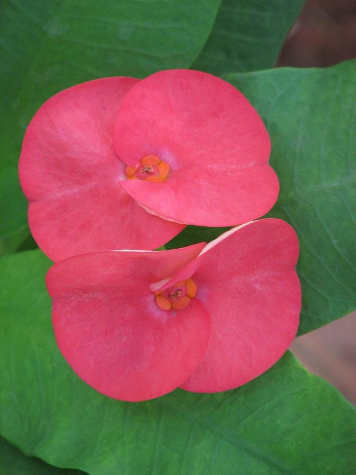 the funnel flower