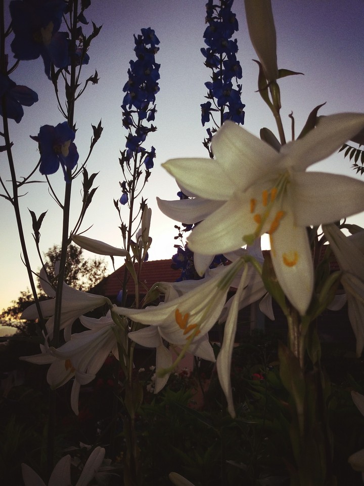 flower