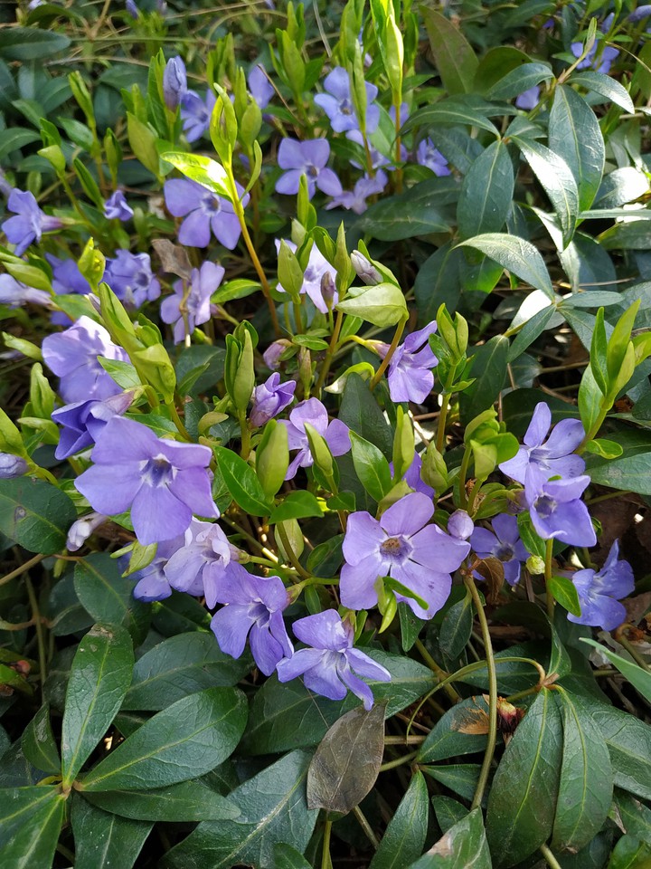 violet flowers