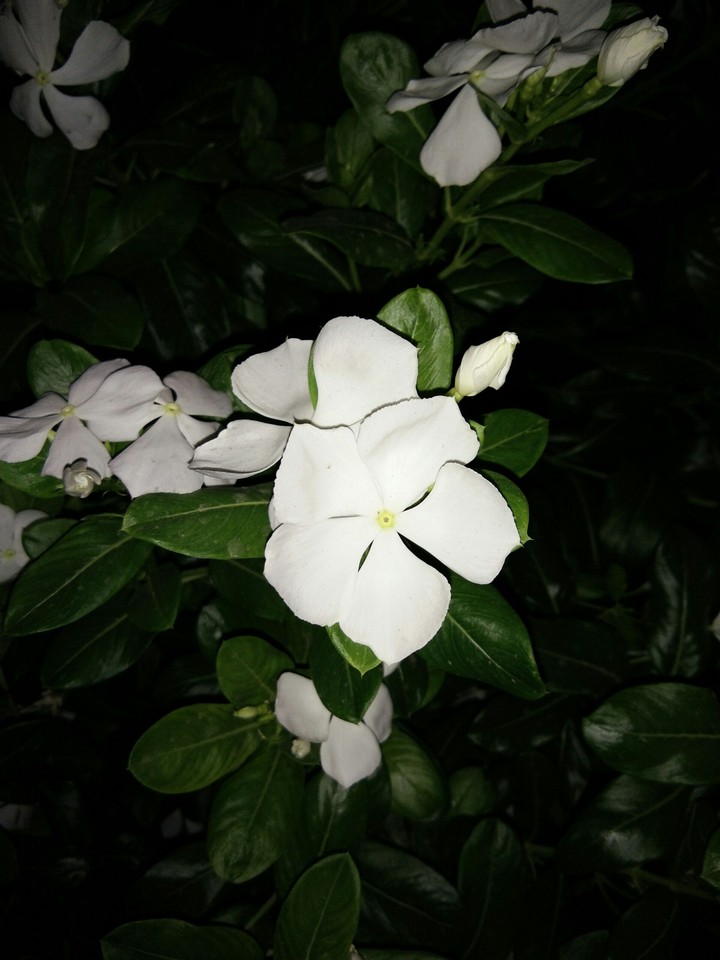 white flowers