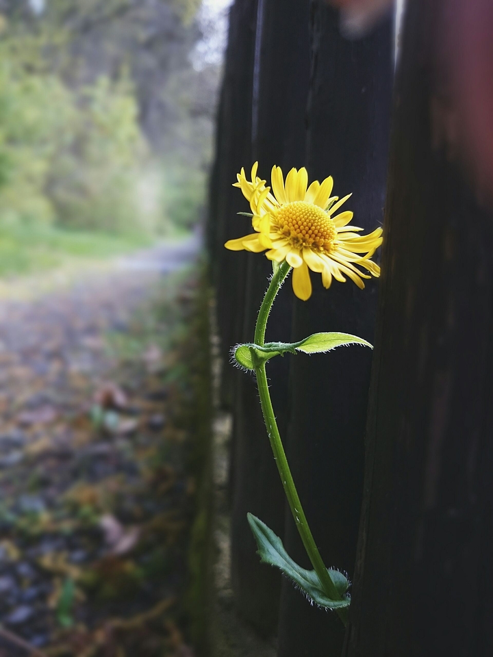 flower