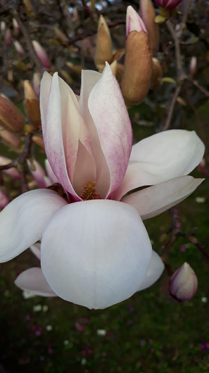 fleure