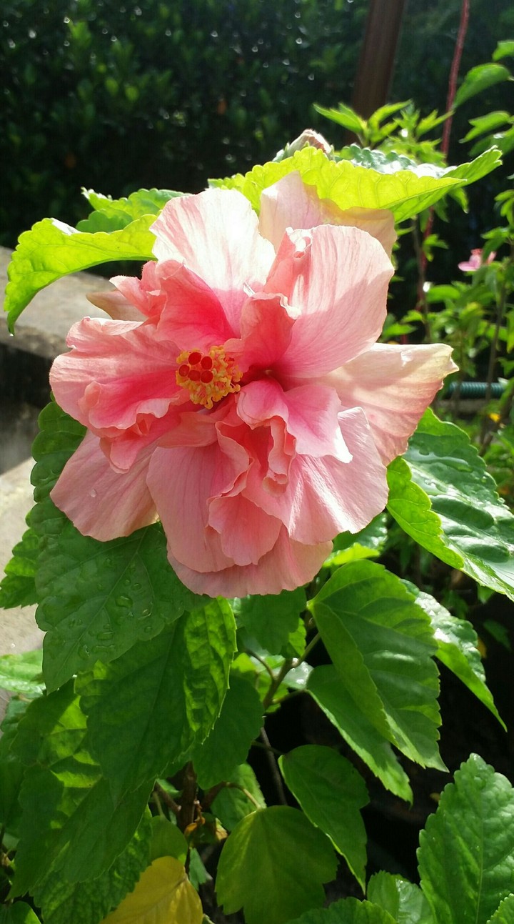 Double Hibiscus