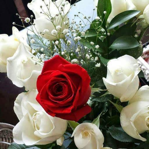 White end red roses