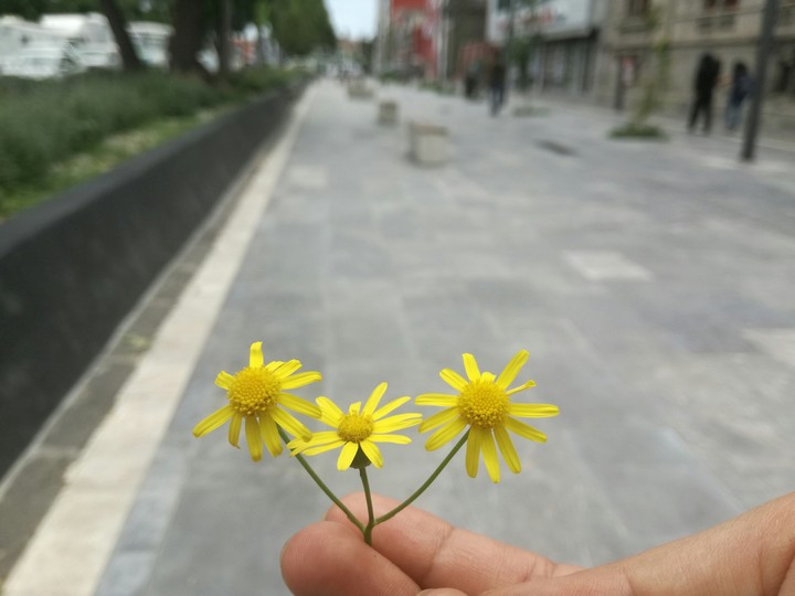 Flores