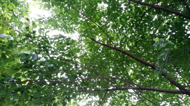 tree and wind
