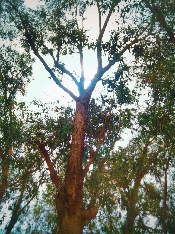 forest