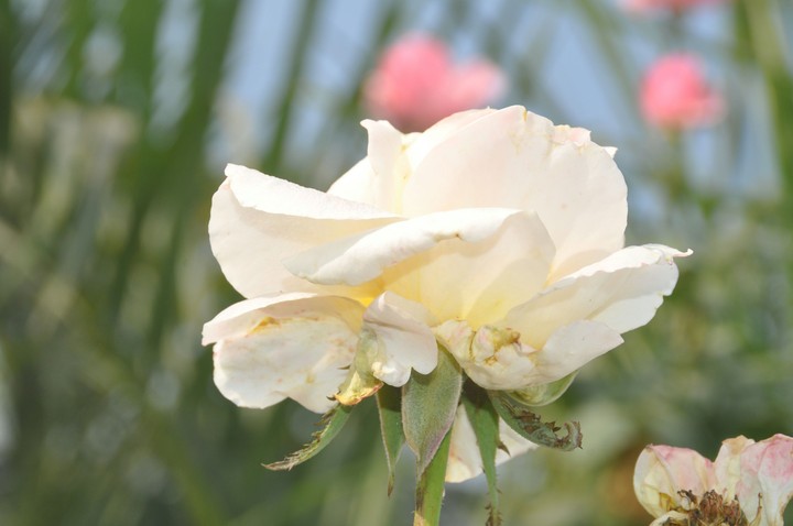 white rose