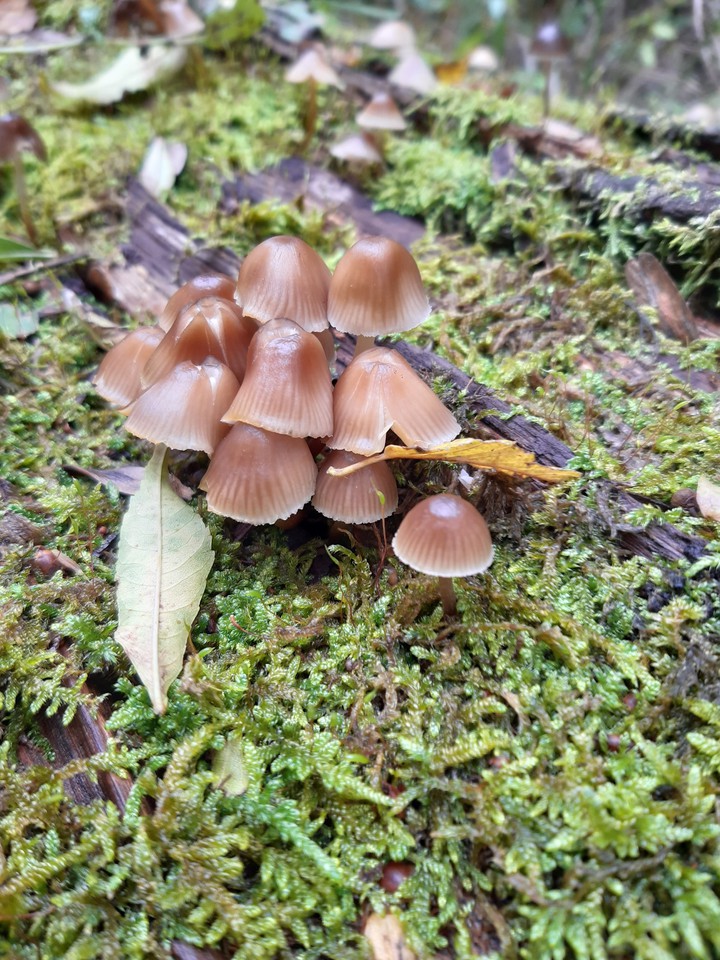 mushrooms, all over again ?