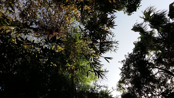 Leaves as a roof