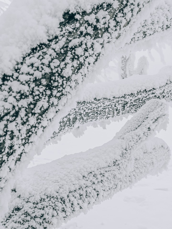 winter Siberian