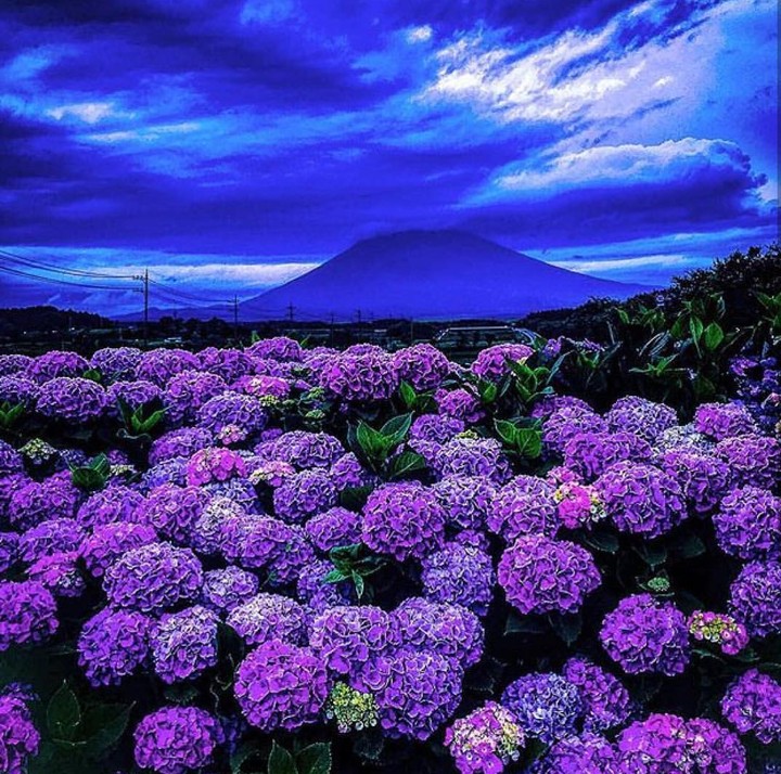 hydrangea Hortenzie