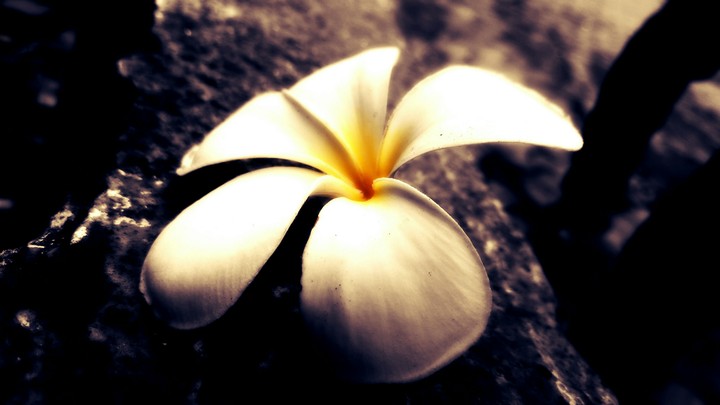 wild flower