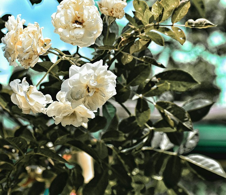 Rose