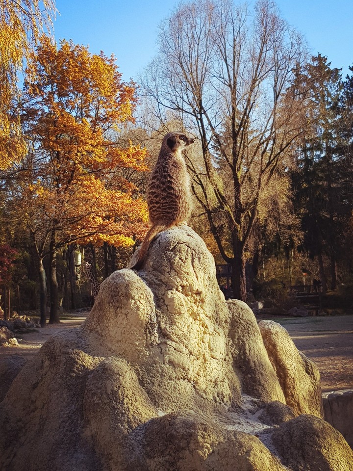 Erdmännchen