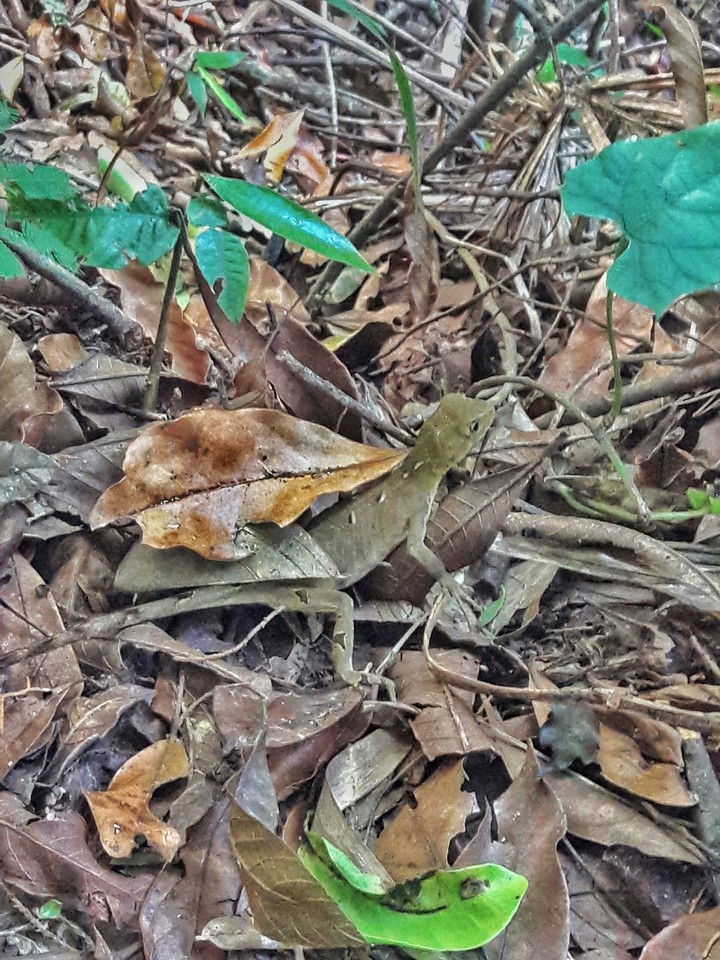 Lizard