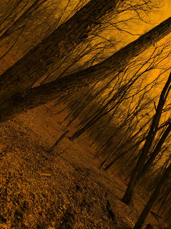 yelloforest