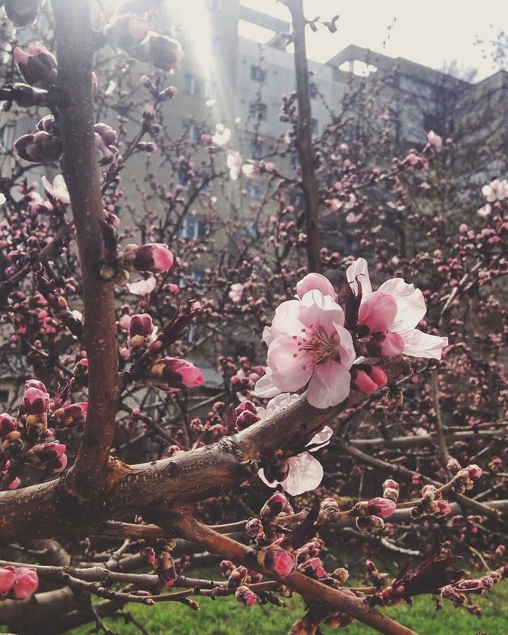 spring