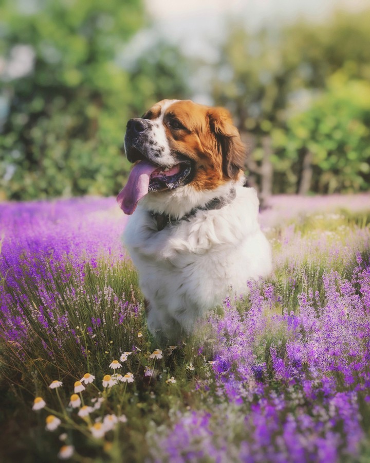 #dog #friends #собака #друг #цветы #природа