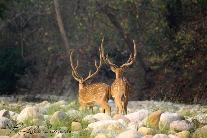 Wild life !!