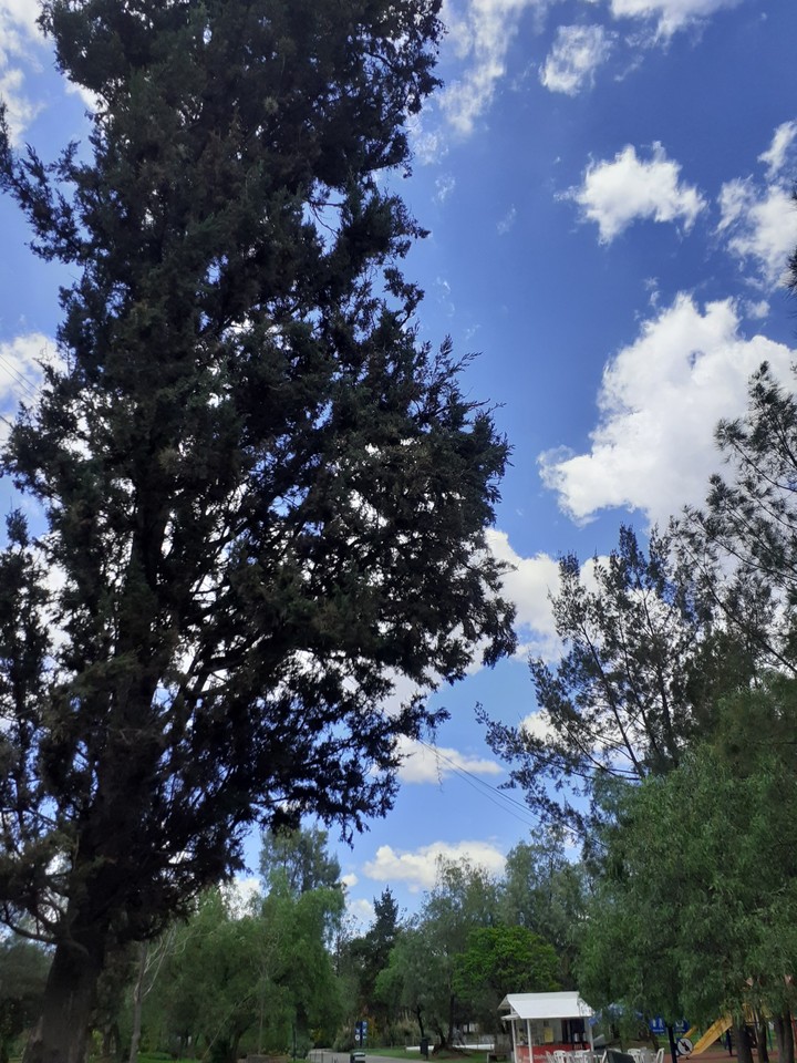 Cielo, pinos
