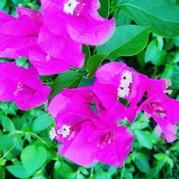 Flowers