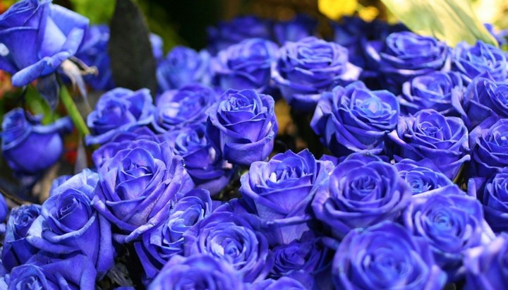 blue roze