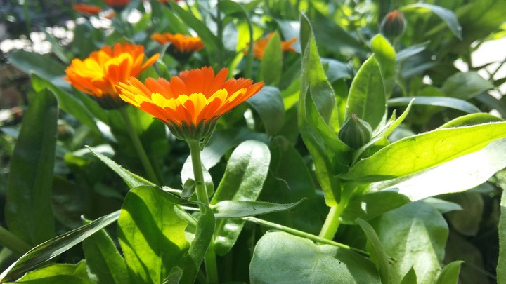Spring flowers