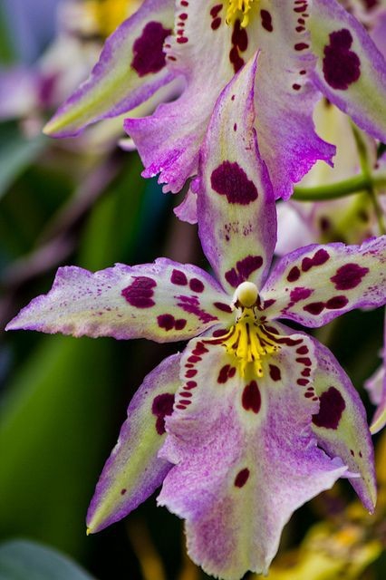 orchid