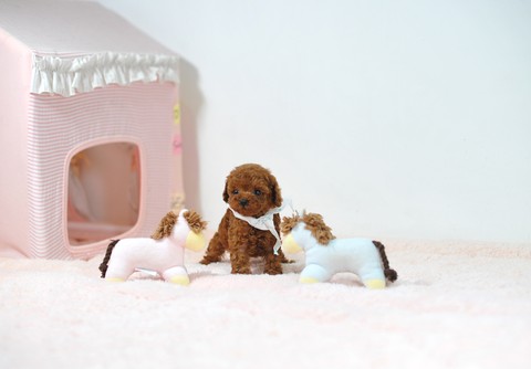 Cute Poodle